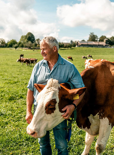 Grass-fed dairy cow